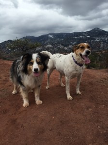 Bella (right) Bailey (left) My two babies. 