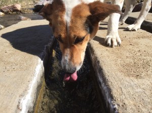 Bella enjoying some that fresh water.
