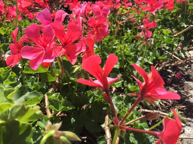 flower bed at San Diego Conference Center