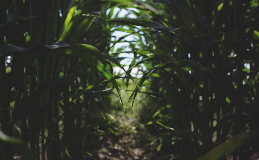 Dear Diary: I Live in&nbsp;Walden