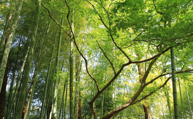Seeing The Forest Through The&nbsp;Trees