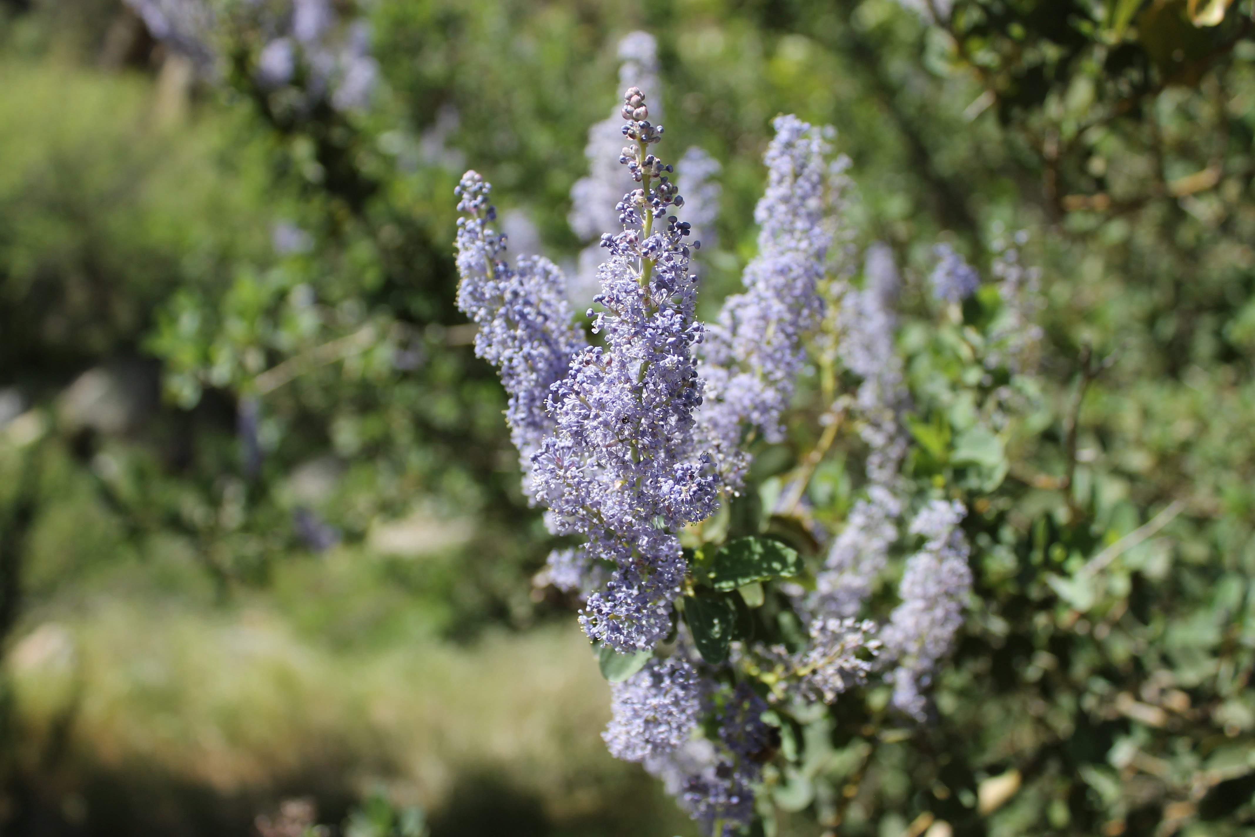 Lavender from Cedar Creek Falls Trail