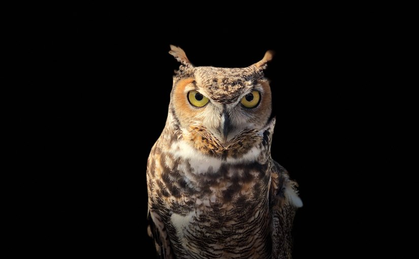 Blank Stare &&nbsp;Nod